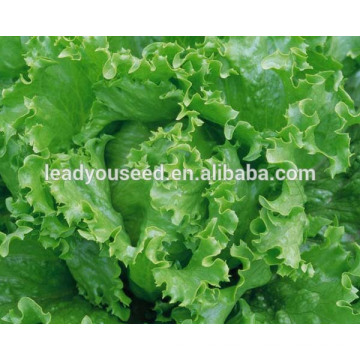MLT06 Yidali green high quality lettuce seeds for sales